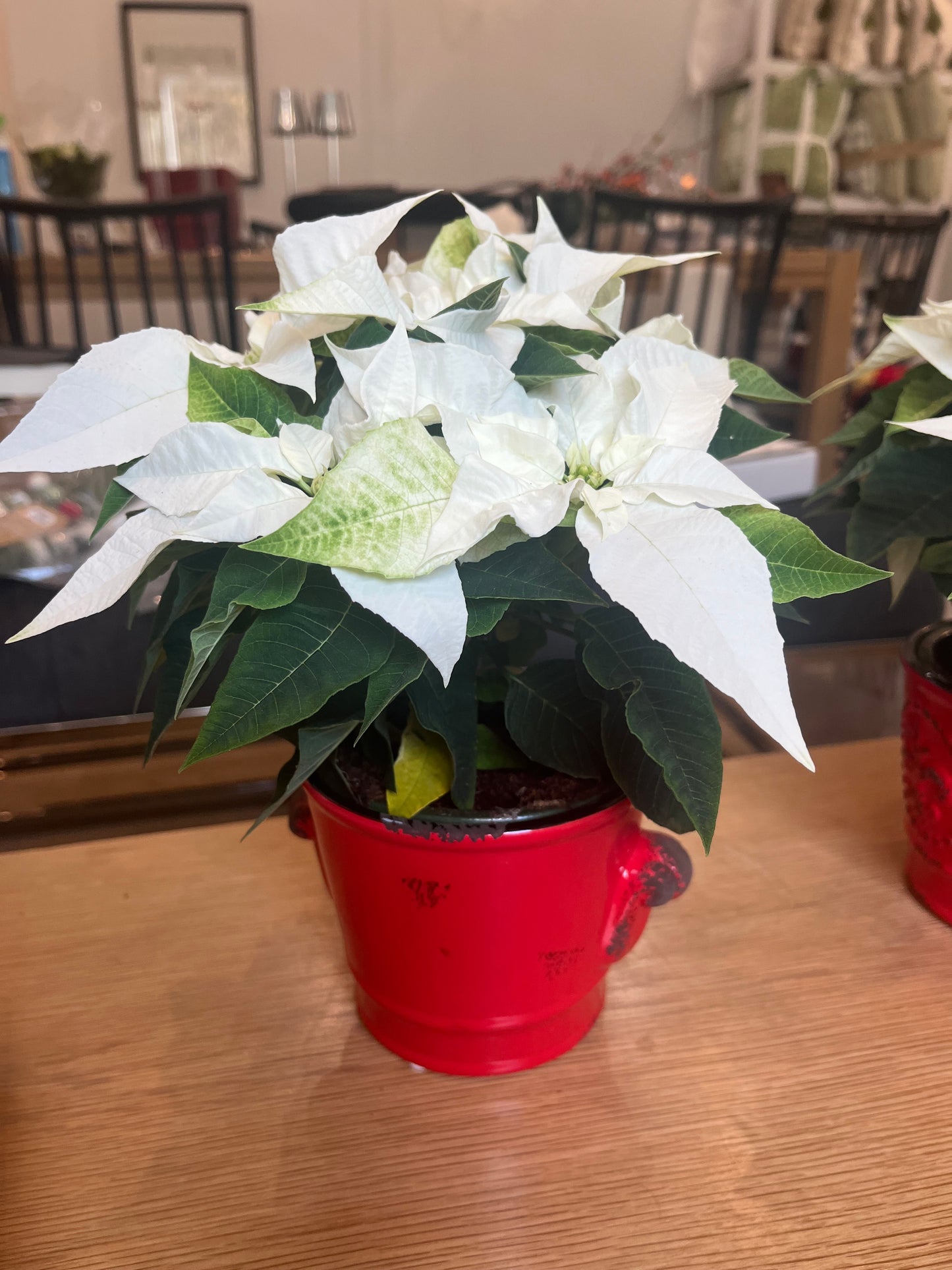 Red Pottery w/Poinsettia