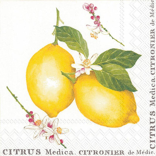 Lemon Citrus Medica Napkin 20Pk