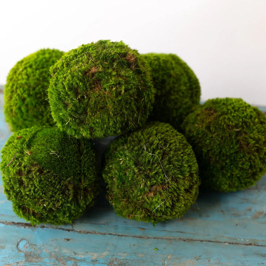 Decorative Real 4” Moss Ball